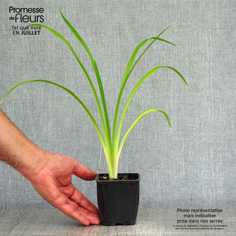 Amostra de Hemerocallis Shooting Star Vaso de 8/9 cm tal como entregue no verão
