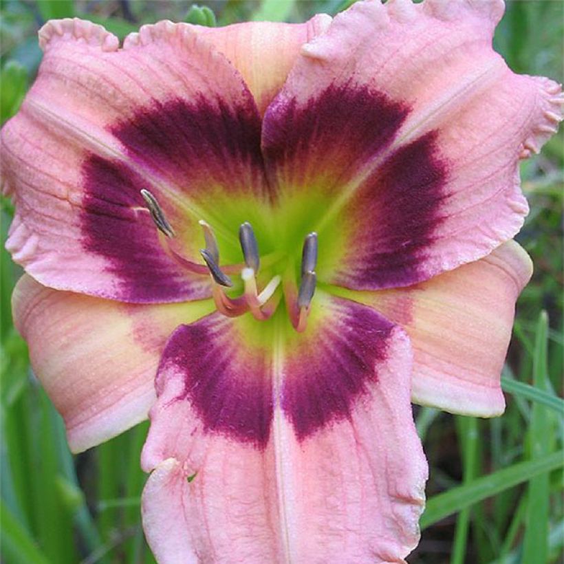 Hemerocallis Siloam Bo Peep (Floração)