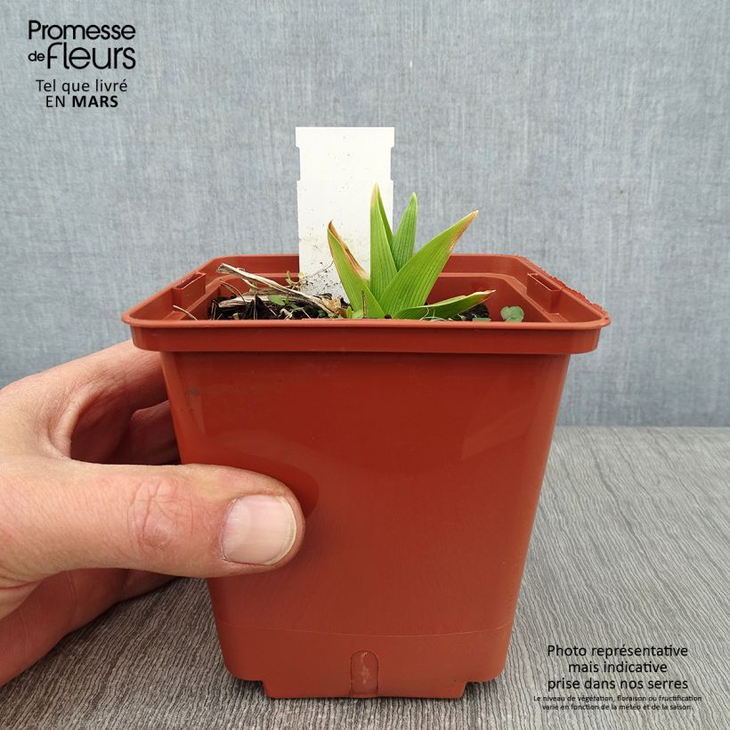 Amostra de Hémérocalle Siloam Double Classic Vaso de 1 L/1,5 L tal como entregue no inverno