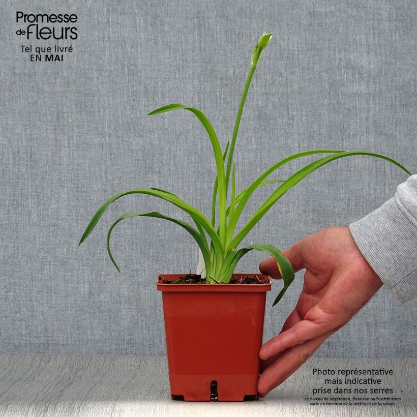 Amostra de Hemerocallis Siloam Double Classic Vaso de 1 L/1,5 L tal como entregue na primavera