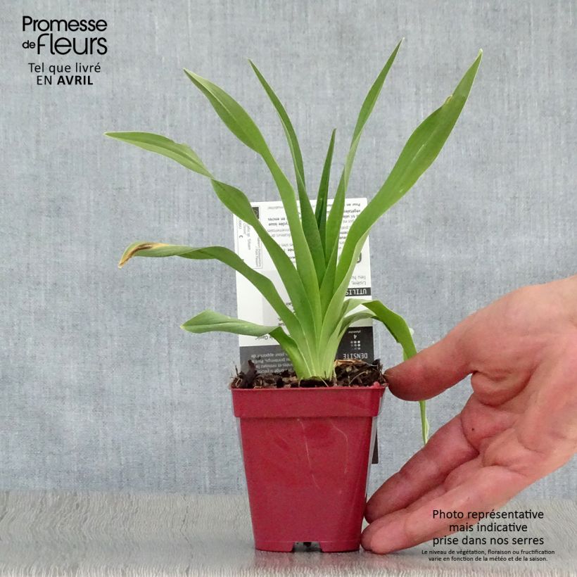 Amostra de Hemerocallis Siloam Double Classic Vaso de 8/9 cm tal como entregue na primavera