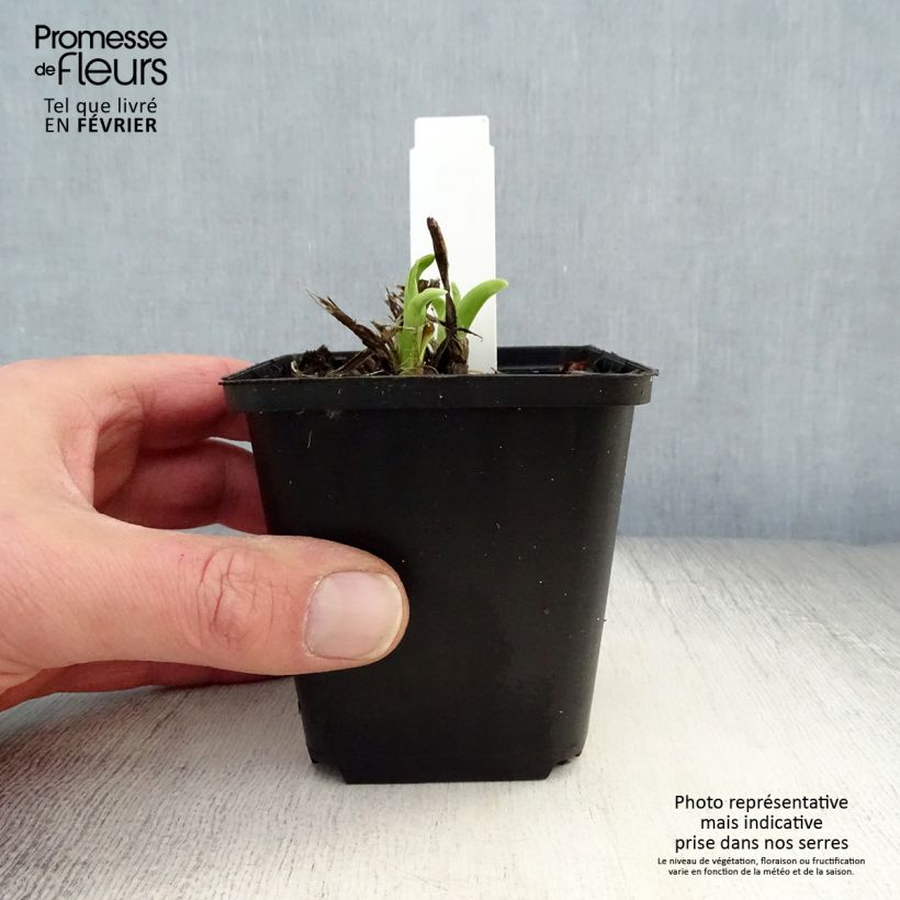 Amostra de Hémérocalle Siloam Jim Cooper Vaso de 8/9 cm tal como entregue no inverno