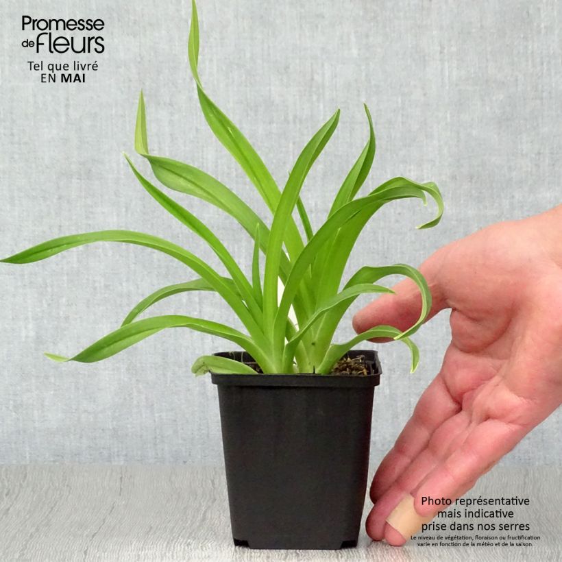 Amostra de Hemerocallis Siloam Jim Cooper Vaso de 8/9 cm tal como entregue na primavera