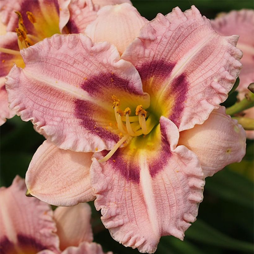 Hemerocallis Siloam Merle Kent (Floração)