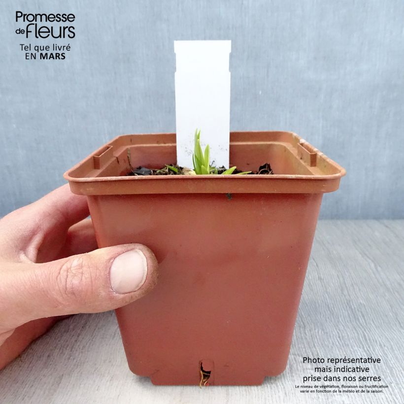 Amostra de Hemerocallis Siloam Ribbon Candy Vaso de 1 L/1,5 L tal como entregue na primavera