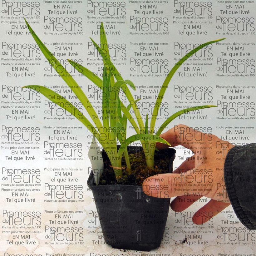 Exemplo de amostra de Hémérocalle Siloam Ribbon Candy - Lis d'un jour rose pourpré tendre et lie de vin. Vaso de 8/9 cm tal como entregue