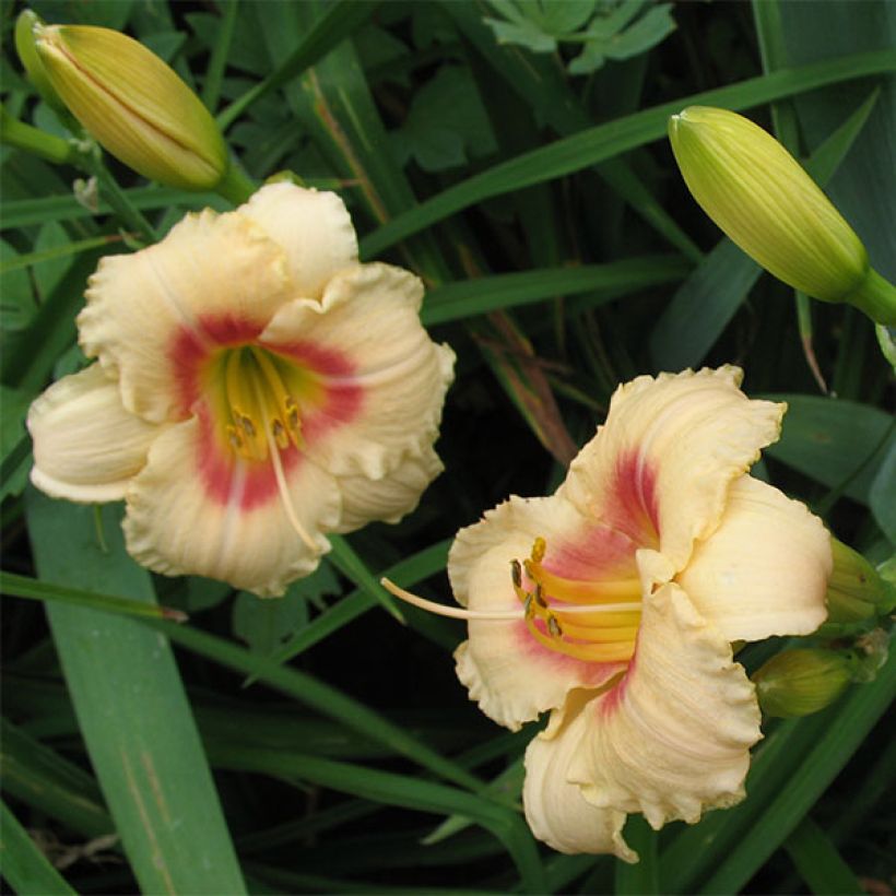 Hemerocallis Siloam Virginia Henson (Floração)