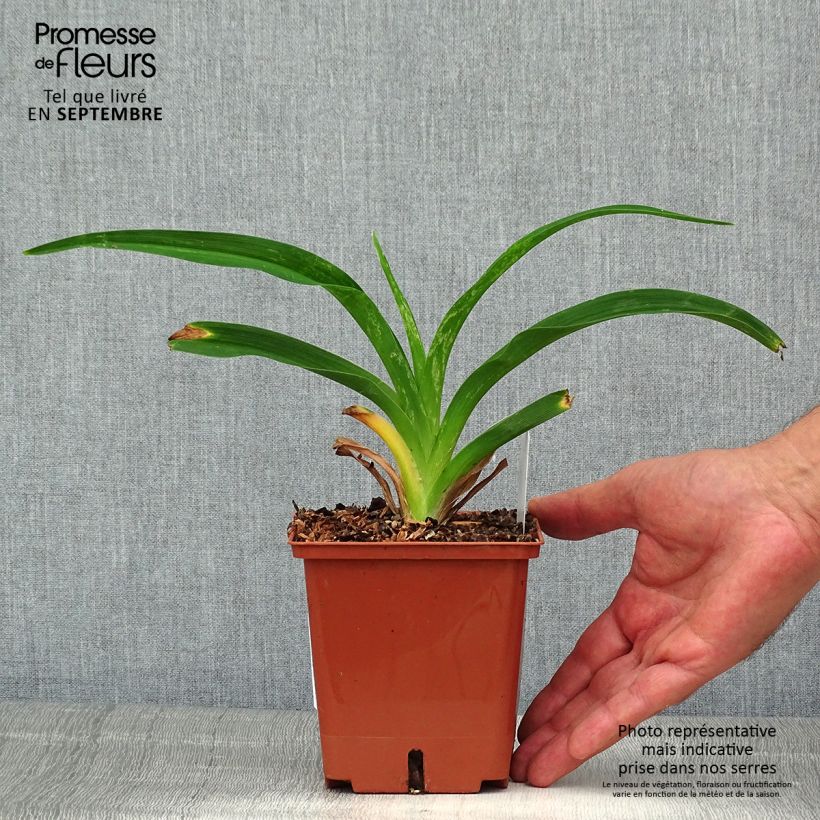 Amostra de Hemerocallis Siloam Virginia Henson Vaso de 1 L/1,5 L tal como entregue no verão