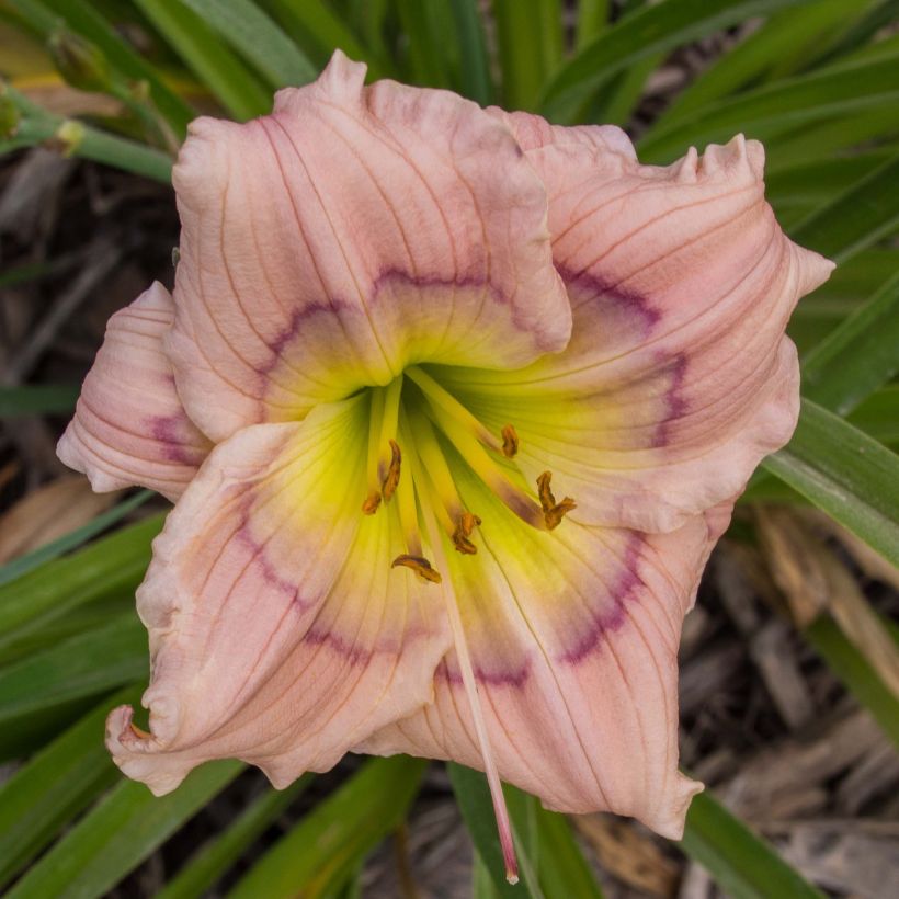 Hemerocallis Siloam David Kirchhoff (Floração)
