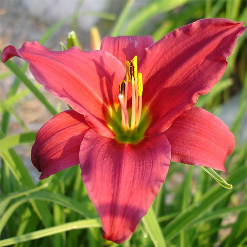 Hemerocallis Skiatook Cardinal (Floração)