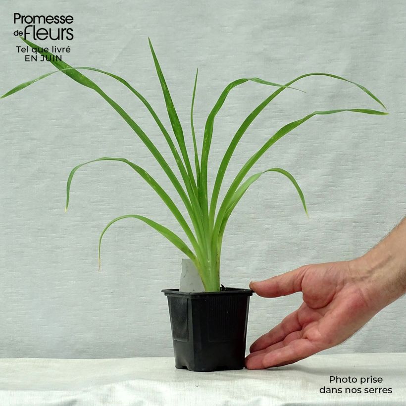 Amostra de Hemerocallis Snowy Apparition Vaso de 8/9 cm tal como entregue no verão