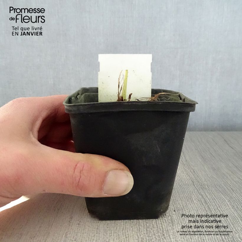 Amostra de Hémérocalle Snowy Apparition - Lis d'un jour blanc ivoire à saumoné Vaso de 8/9 cm tal como entregue no inverno