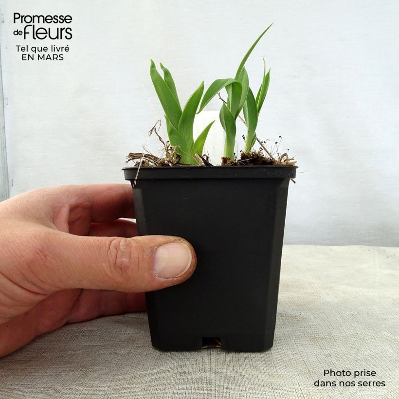 Amostra de Hemerocallis Snowy Apparition Vaso de 8/9 cm tal como entregue na primavera