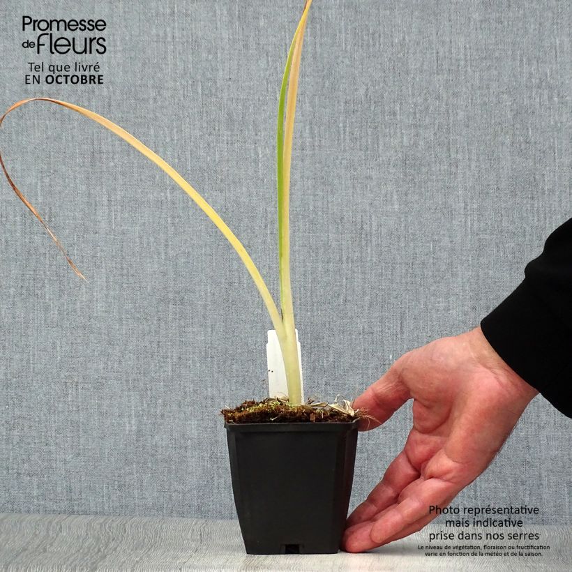 Amostra de Hemerocallis Snowy Apparition Vaso de 8/9 cm tal como entregue no outono