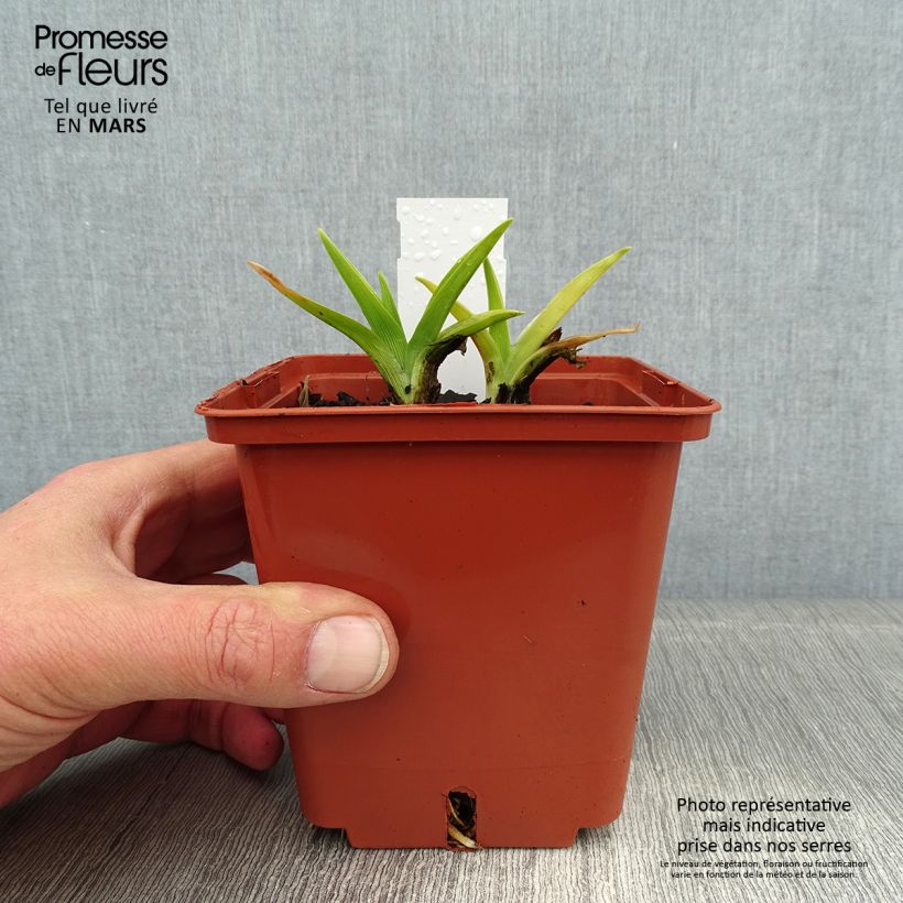 Amostra de Hemerocallis Snowy Eyes Vaso de 1 L/1,5 L tal como entregue no inverno