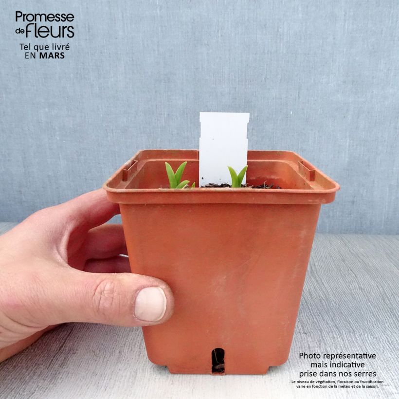 Amostra de Hemerocallis Snowy Eyes Vaso de 1 L/1,5 L tal como entregue na primavera