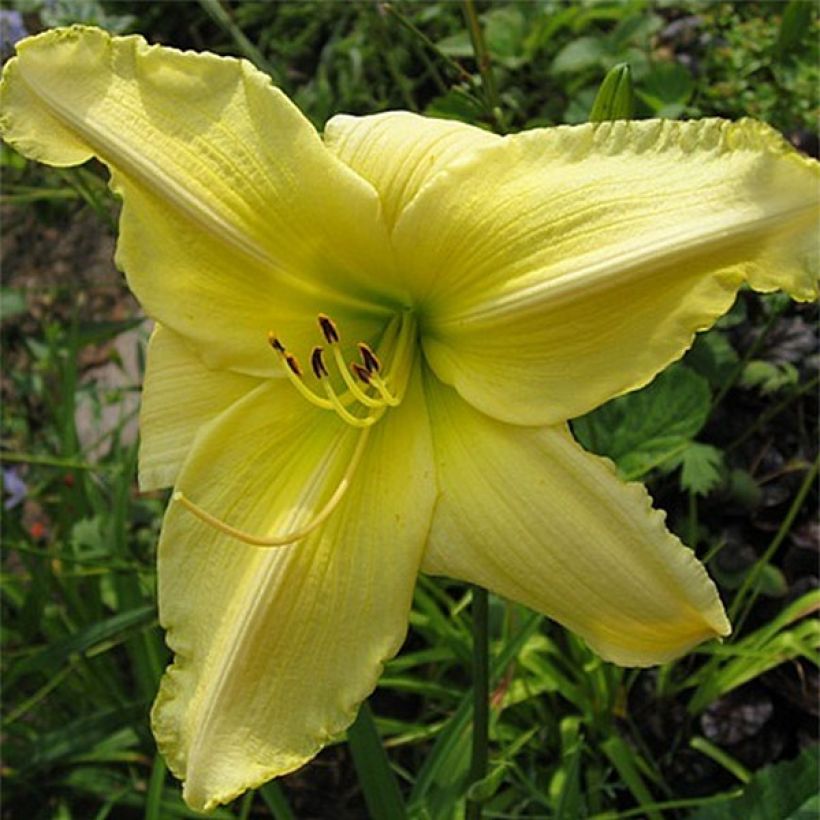Hemerocallis Soft Cashmere (Floração)
