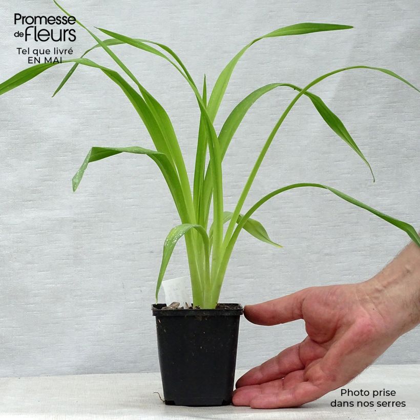 Amostra de Hemerocallis South Seas Vaso de 8/9 cm tal como entregue na primavera