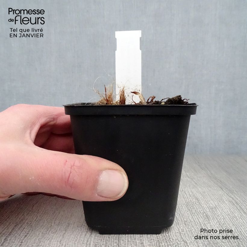 Amostra de Hémérocalle South Seas - Lis d'un jour orange corail vif Vaso de 8/9 cm tal como entregue no inverno