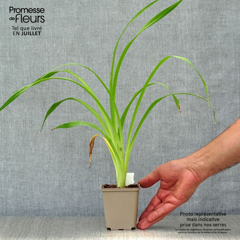 Amostra de Hemerocallis South Seas Vaso de 8/9 cm tal como entregue no verão