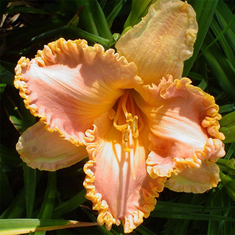 Hemerocallis Spacecoast Starburst (Floração)