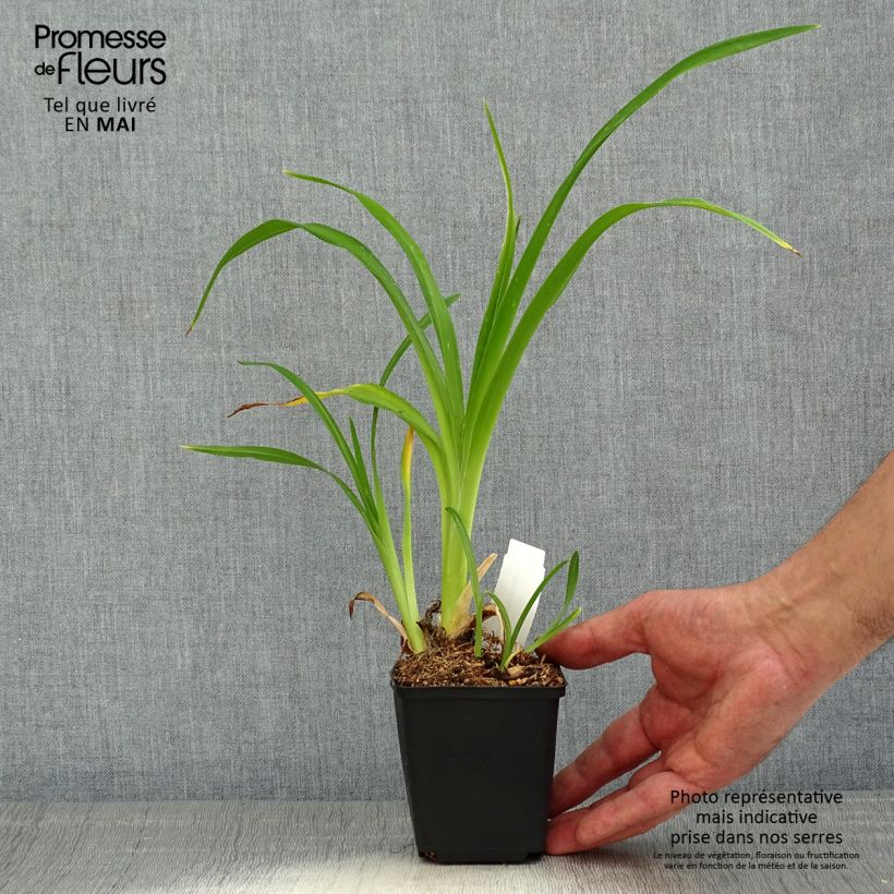 Amostra de Hémérocalle Spacecoast Starburst - Lis d'un jour rose lavande et jaune-orangé. Vaso de 8/9 cm tal como entregue na primavera