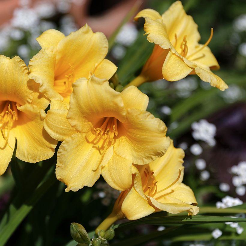 Hemerocallis Stella de Oro (Floração)