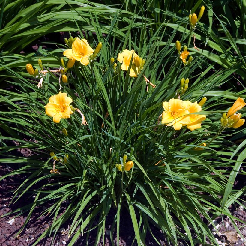 Hemerocallis Stella de Oro (Hábito)