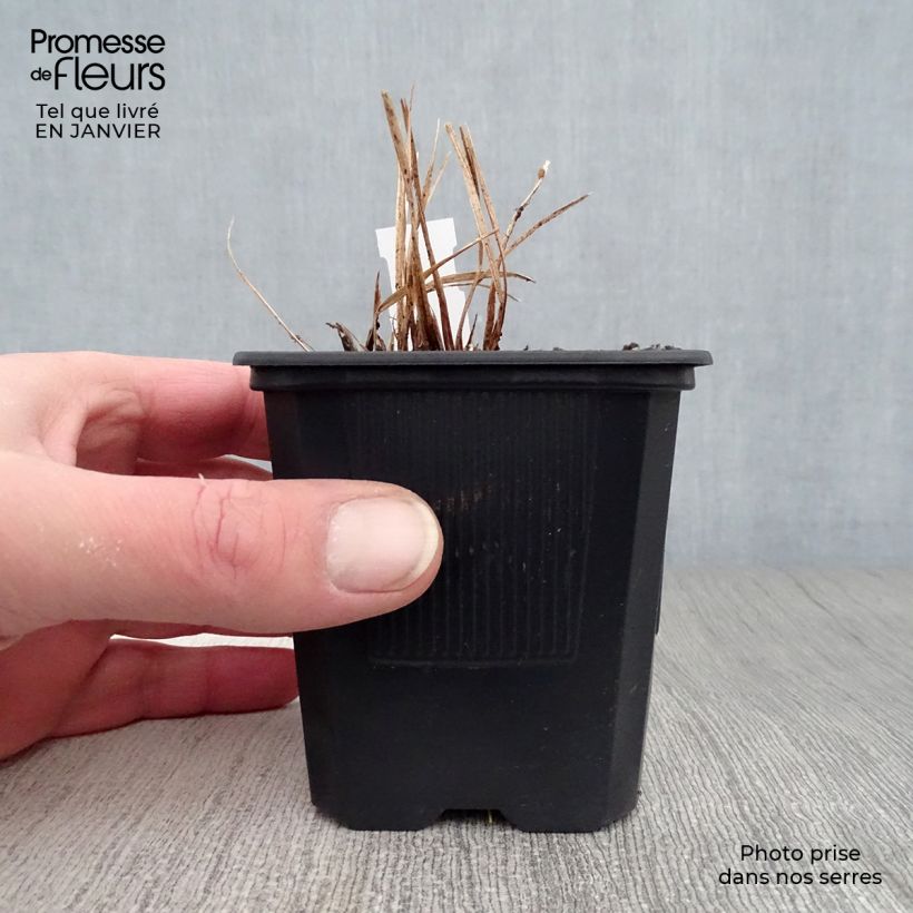 Amostra de Hemerocallis Stella de Oro Vaso de 8/9 cm tal como entregue no inverno