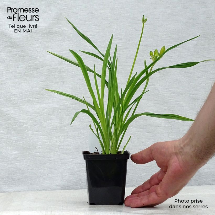 Amostra de Hemerocallis Stella de Oro Vaso de 8/9 cm tal como entregue na primavera