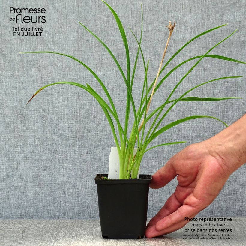 Amostra de Hemerocallis Stella de Oro Vaso de 8/9 cm tal como entregue no verão