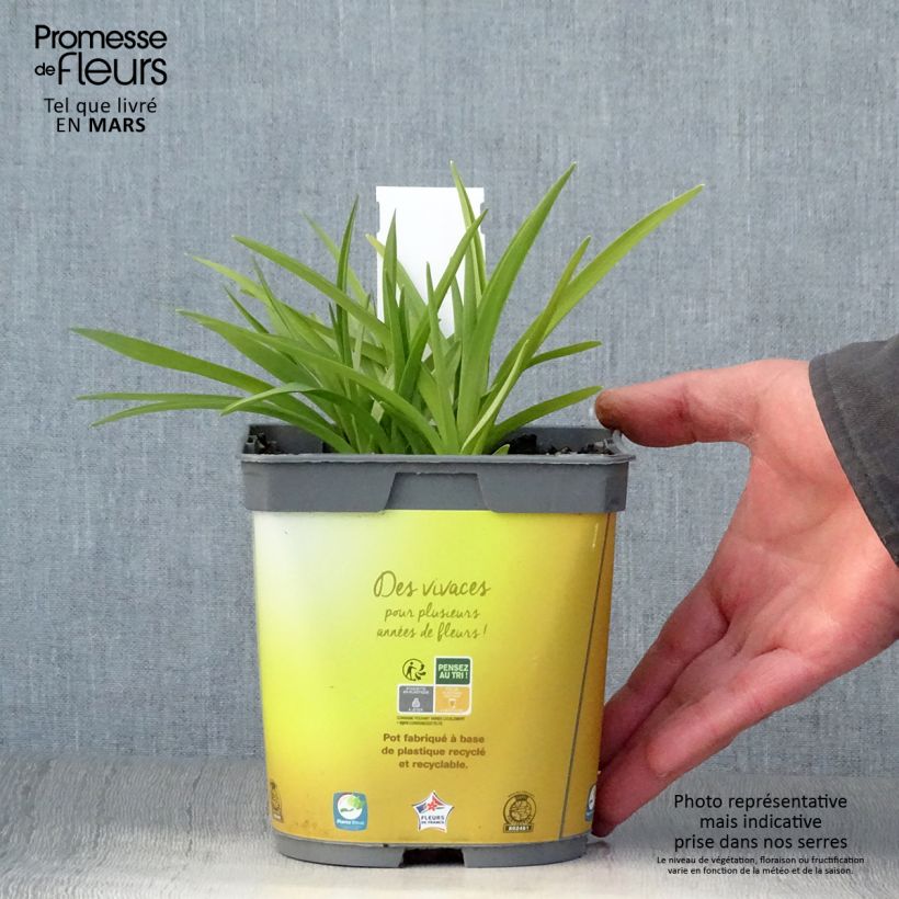 Amostra de Hemerocallis Stella de Oro Vaso de 2 L/3 L tal como entregue na primavera