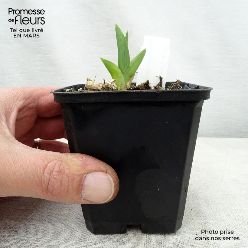 Amostra de Hemerocallis Strawberry Candy Vaso de 8/9 cm tal como entregue na primavera