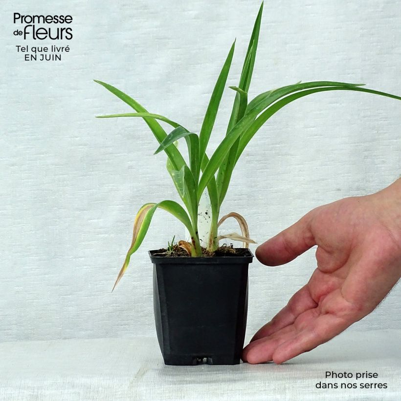 Amostra de Hemerocallis Strawberry Candy Vaso de 8/9 cm tal como entregue no verão