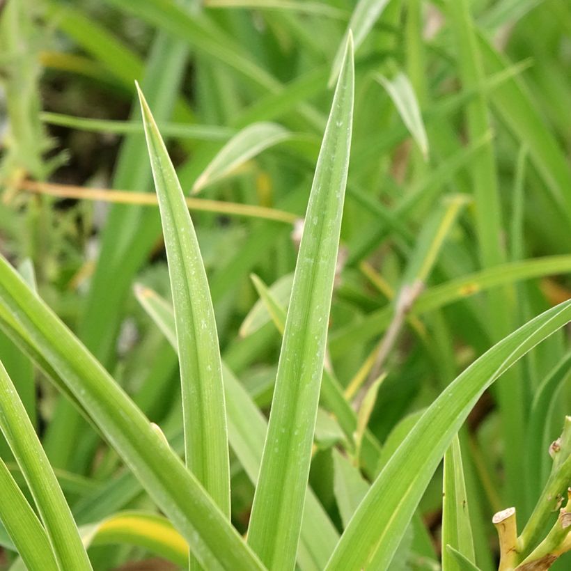 Hemerocallis Strawberry Candy (Folhagem)