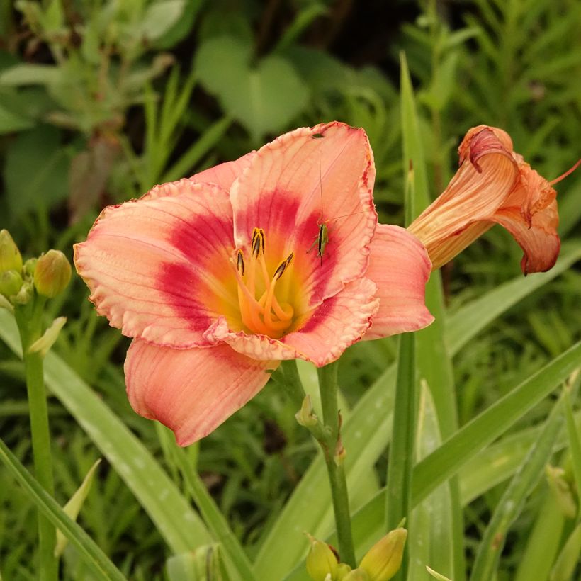 Hemerocallis Strawberry Candy (Floração)