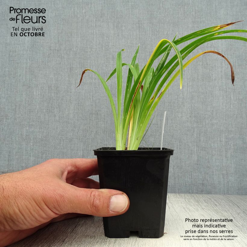 Amostra de Hemerocallis Strawberry Candy Vaso de 8/9 cm tal como entregue no outono