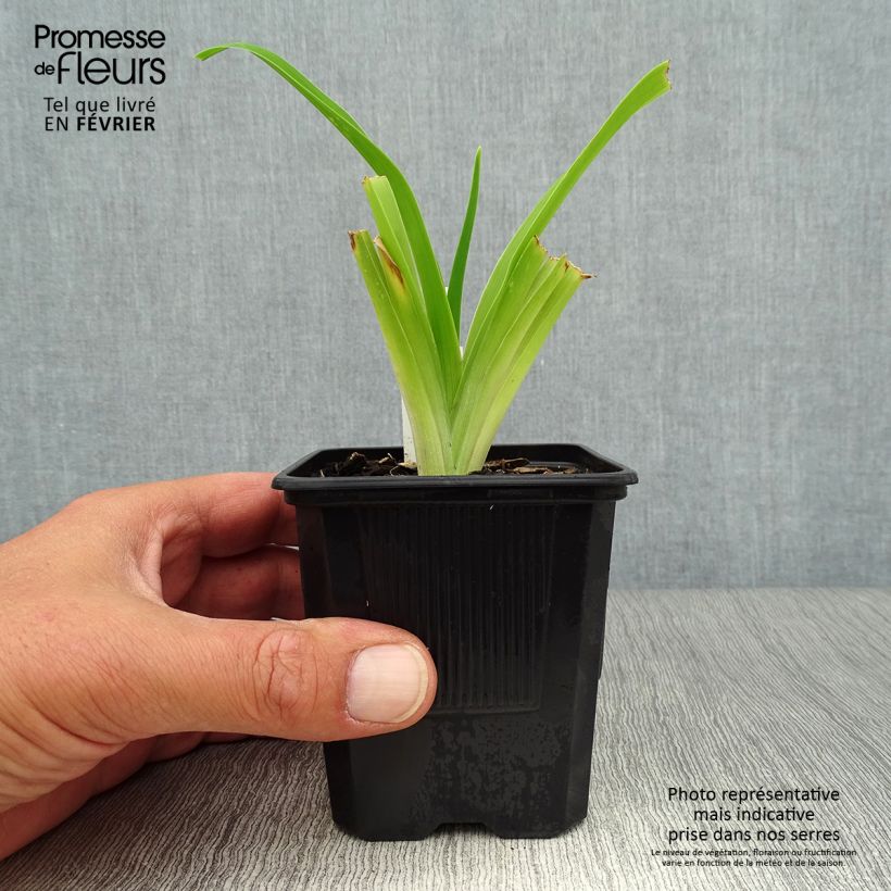 Amostra de Hemerocallis Strawberry Fields For Ever Vaso de 8/9 cm tal como entregue no outono