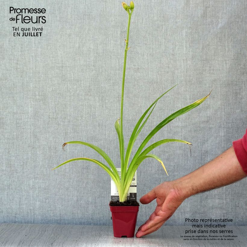 Amostra de Hemerocallis Strawberry Swirl Vaso de 8/9 cm tal como entregue no verão