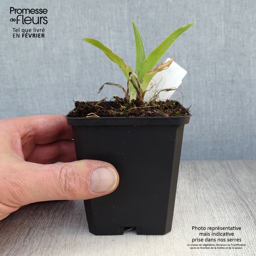 Amostra de Hemerocallis Strawberry Swirl Vaso de 8/9 cm tal como entregue no inverno