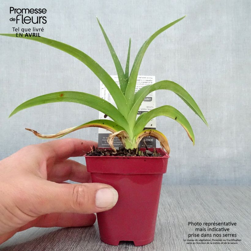Amostra de Hemerocallis Strawberry Swirl Vaso de 8/9 cm tal como entregue na primavera