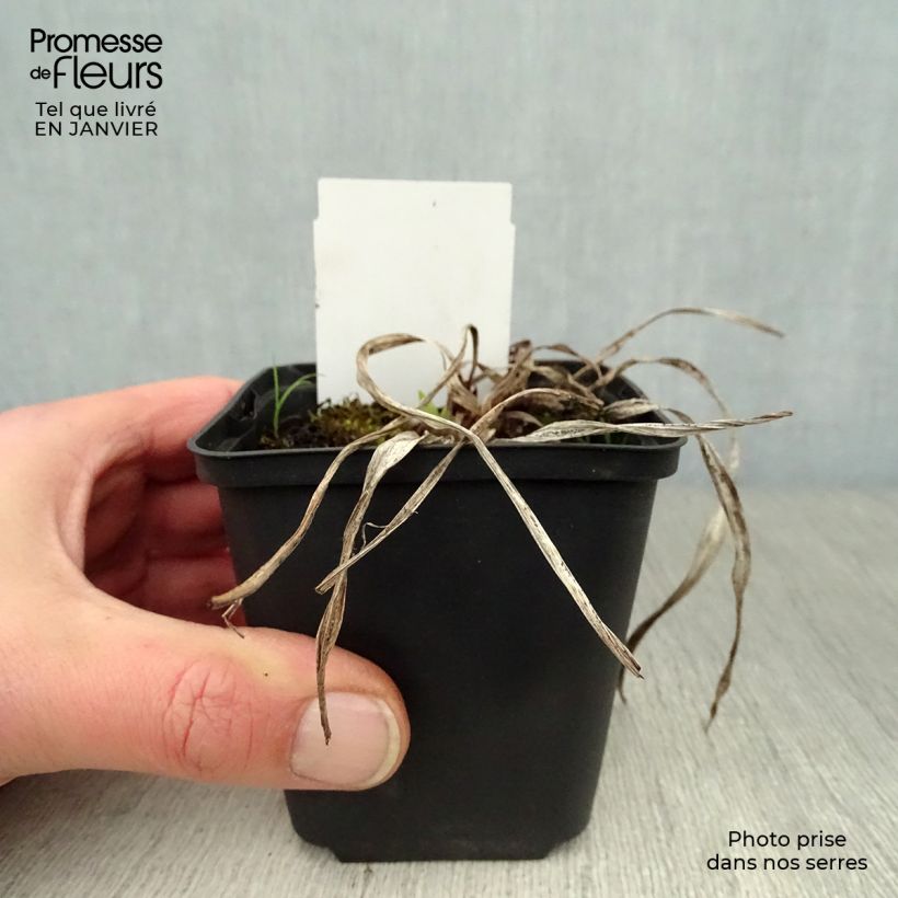 Amostra de Hémérocalle Strutter s Ball - Lis d'un jour rouge lie-de-vin. Vaso de 8/9 cm tal como entregue no inverno