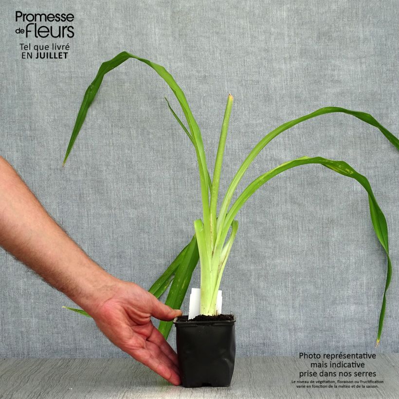 Amostra de Hemerocallis Strutter's Ball Vaso de 8/9 cm tal como entregue no verão