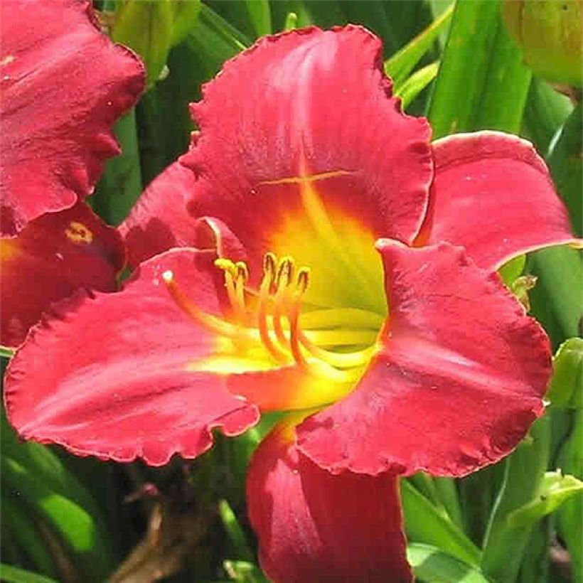 Hemerocallis Study in Scarlet (Floração)