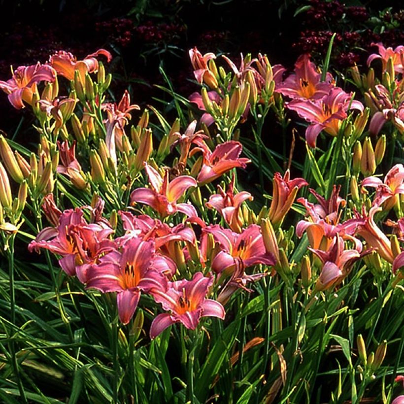 Hemerocallis Sugar Candy (Floração)