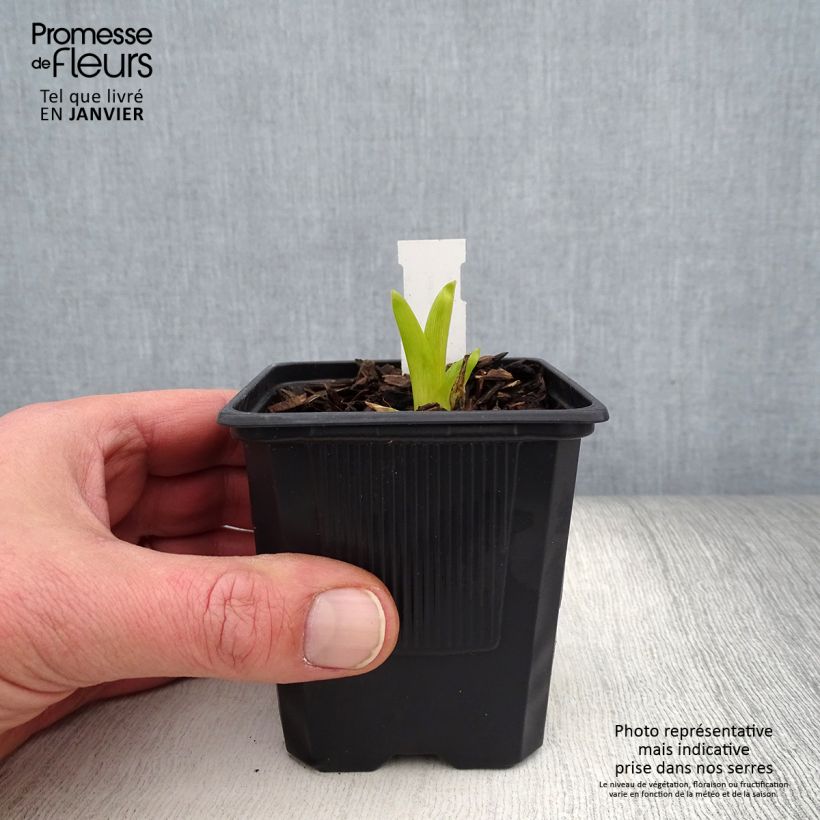 Amostra de Hémérocalle Sugar Candy - Lis d'un jour rose fuchsia clair à mauve, coeur abricot. Godet de 8/9 cm tal como entregue no inverno