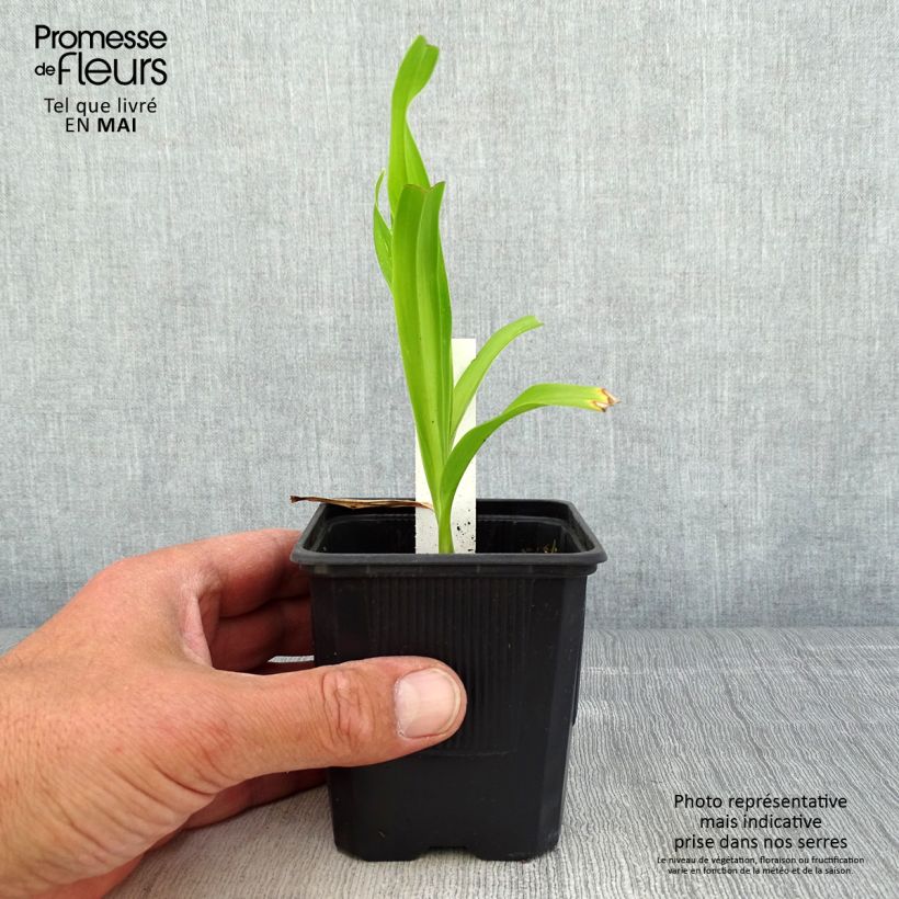 Amostra de Hemerocallis Sugar Candy Vaso de 8/9 cm tal como entregue na primavera