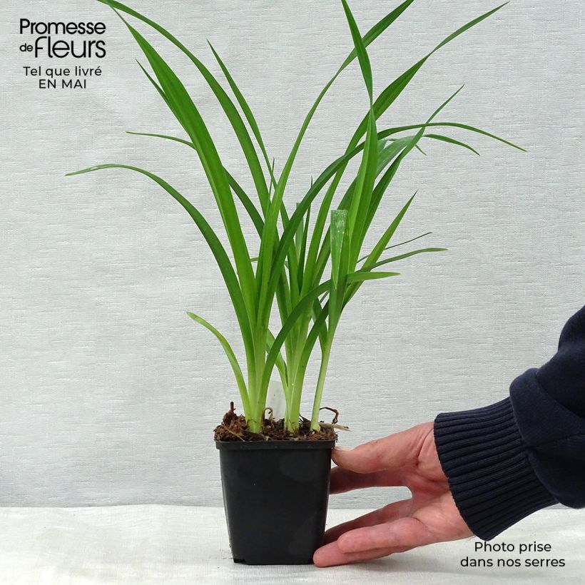 Amostra de Hemerocallis Summer Wine Vaso de 8/9 cm tal como entregue na primavera