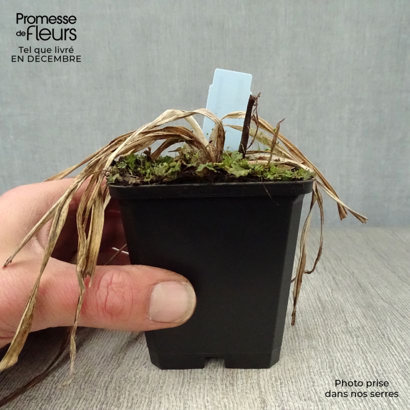 Amostra de Hémérocalle Summer Wine - Lis d'un Jour Vaso de 8/9 cm tal como entregue no inverno