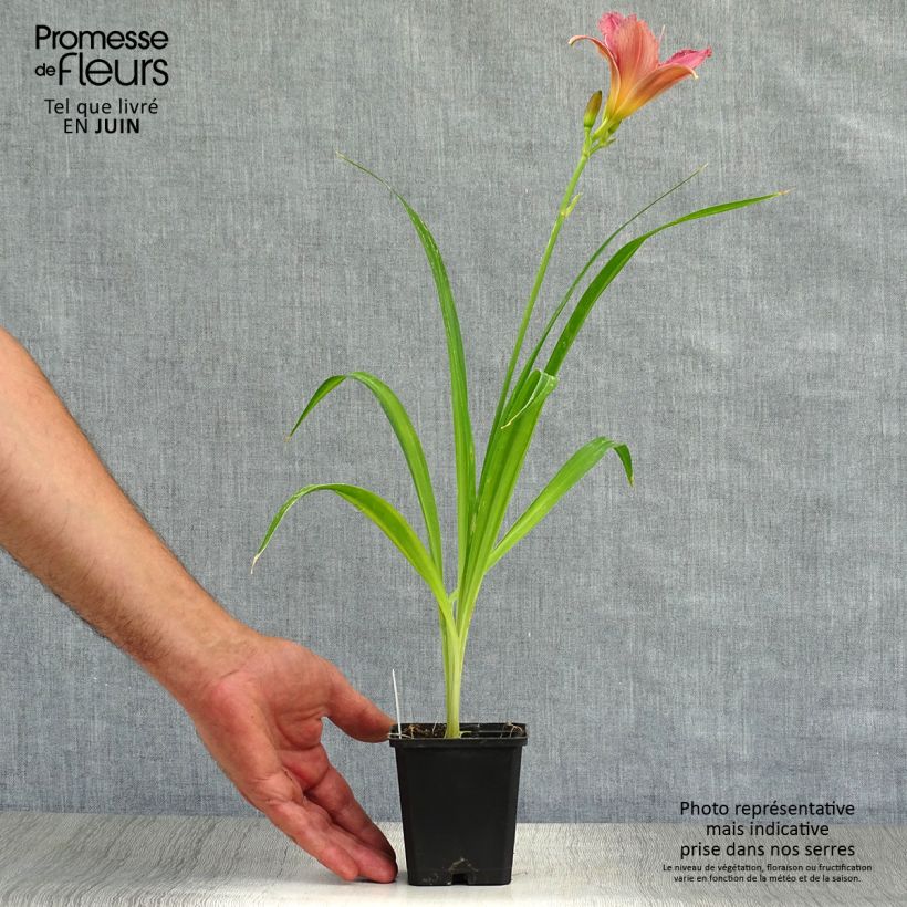 Amostra de Hemerocallis Summer Wine Vaso de 8/9 cm tal como entregue no verão